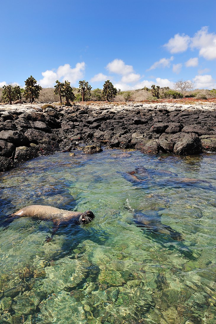 Galapagos seals