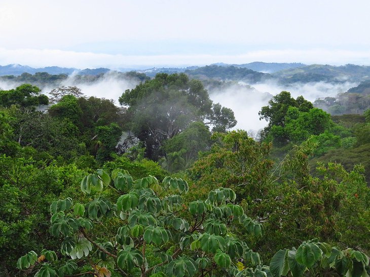 Soberanía National Park Tree Canopies