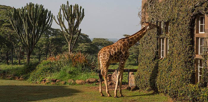 Giraffe Manor - Dine With Giraffes In Nairobi