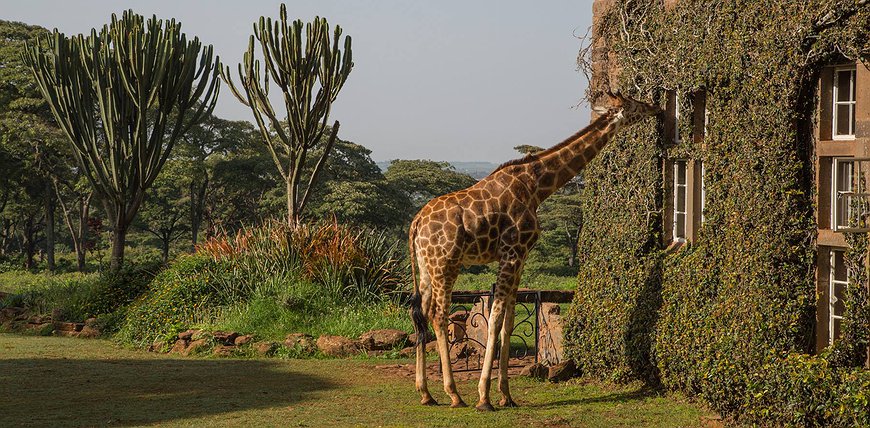 Giraffe Manor - Dine With Giraffes In Nairobi