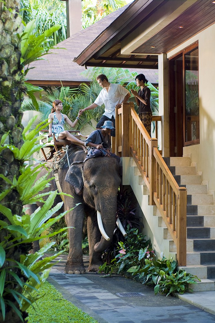 Elephant Chauffeur Service