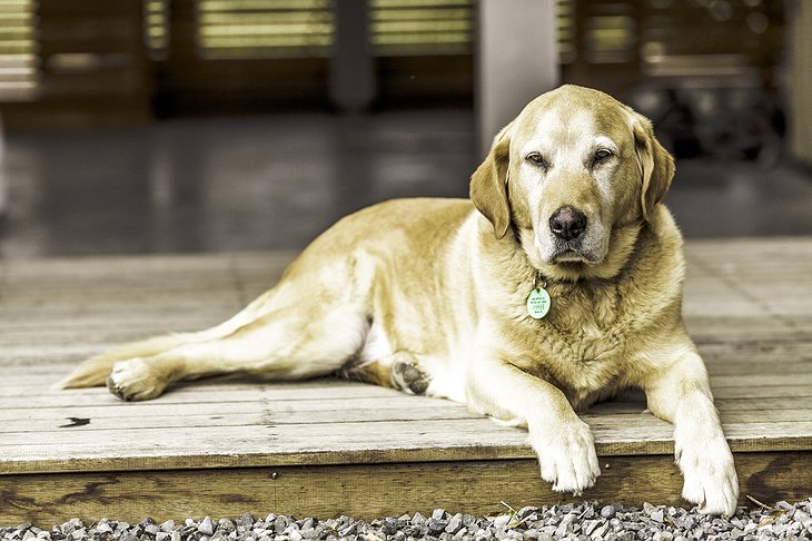 Dog relaxing at the entrance