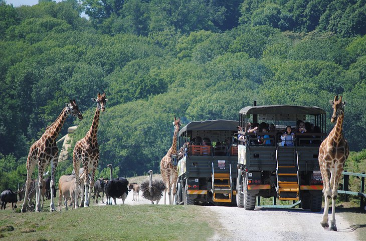 Livingstone Lodge safari