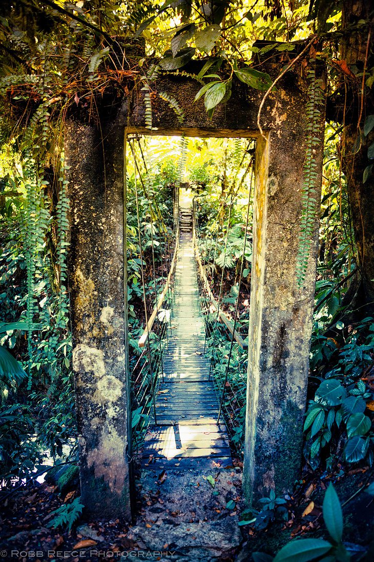 Jungle Bridge