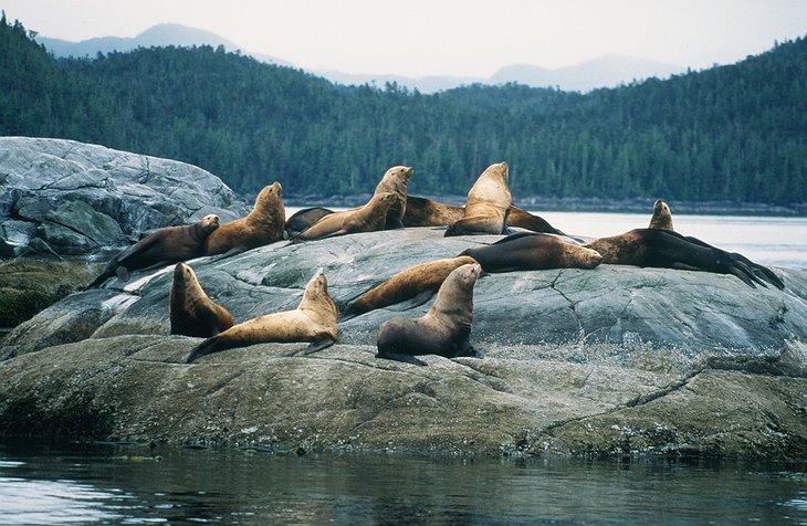 Seals on the rocks