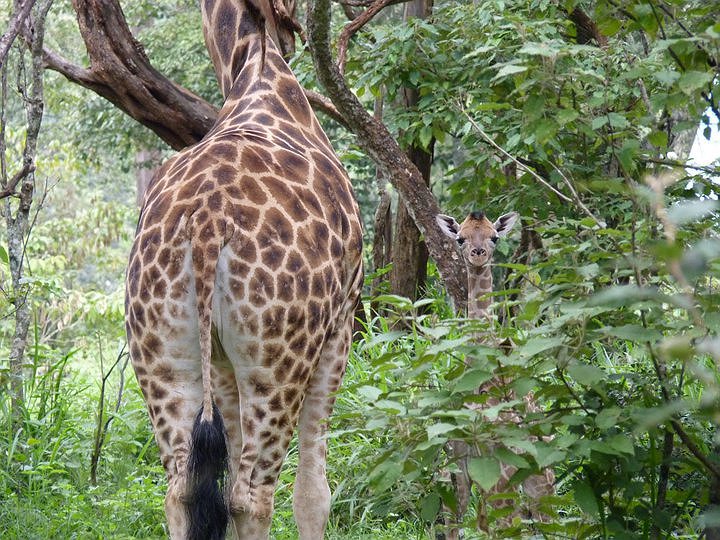 Giraffes in the nature