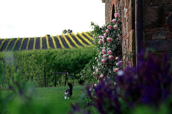 Follonico garden