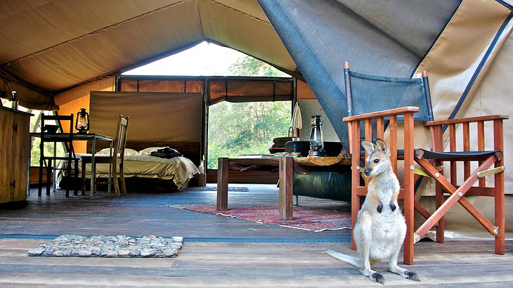 Nightfall Wilderness Camp kangaroo at the tent