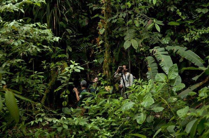 Jungle trekking