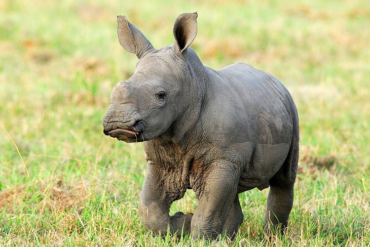 Baby Rhinoceros