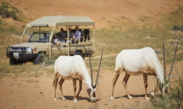The Ritz-Carlton Ras Al Khaimah, Al Wadi Desert Hotel Jeep Safari Arabian Gazelle Sighting