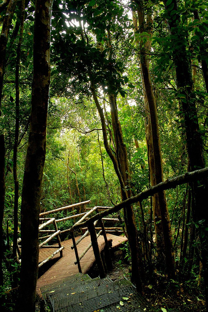 Wooden stairs to the depths of nature