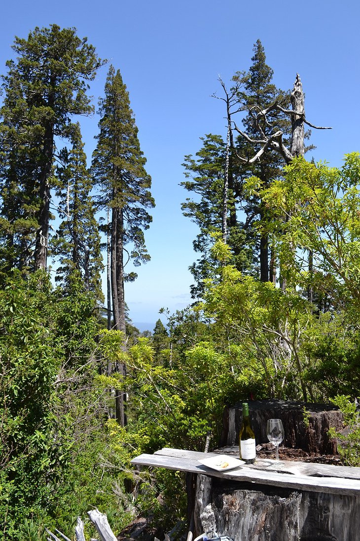 Puerto Varas forest