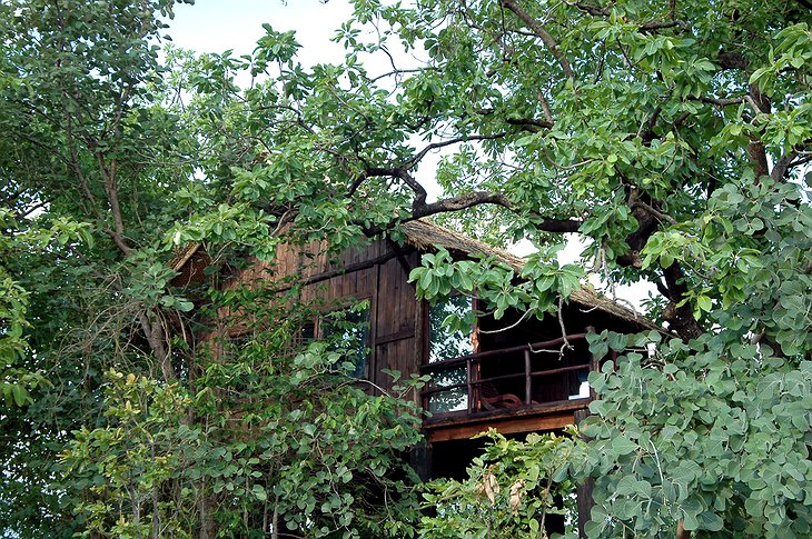 House in the trees