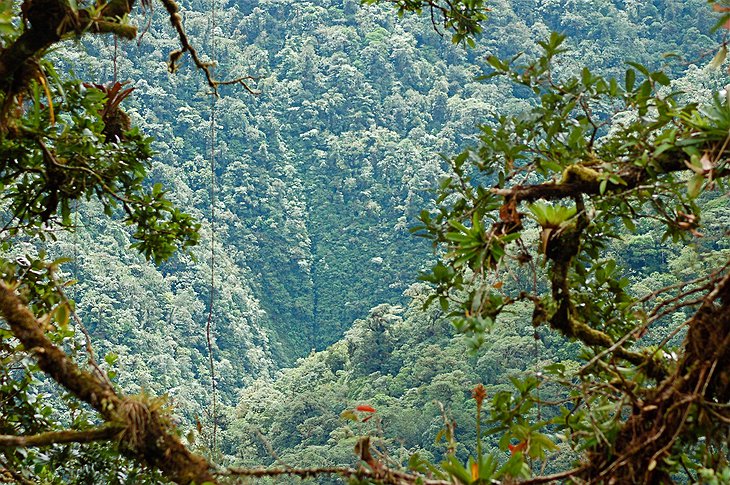 Costa Rica Rainforest