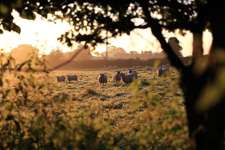 Sheep in the British countryside