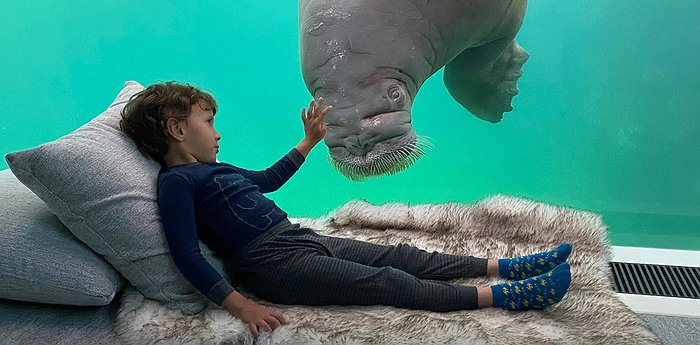 Pairi Daiza Resort - Underwater Rooms In Europe's Best Zoo