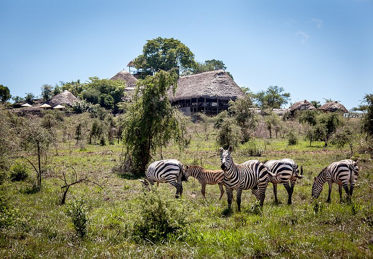 Zebras At Apoka Safari Lodge